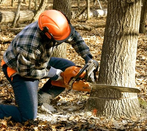 Tree Removal in Larchwood, IA